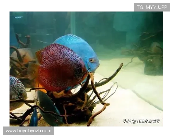 博鱼官方最新优惠福利活动汇总助力玩家享受更多专属奖励与游戏乐趣