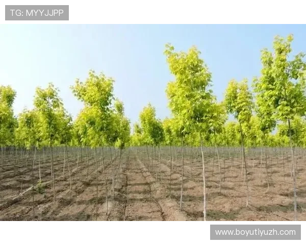 如何选择最优的满冠网址登录线路，提升游戏速度与连接稳定性的实用指南